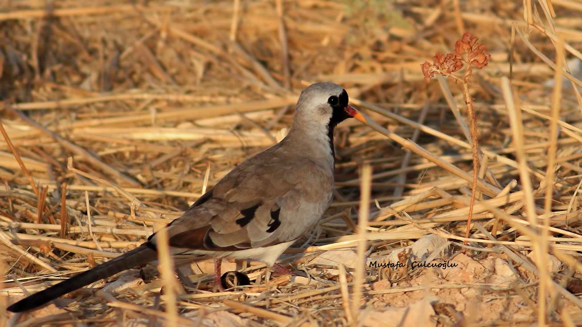 Namaqua Dove